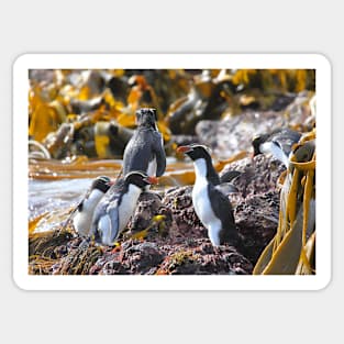 Snares Crested Penguins Sticker